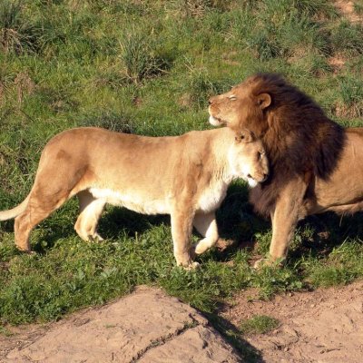 Gujarat Historic Places & Wildlife Safari Tour