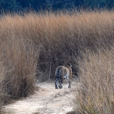 Tiger, Temple & Ancient Caves