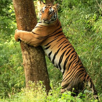 Estate of the Tiger & Temples 