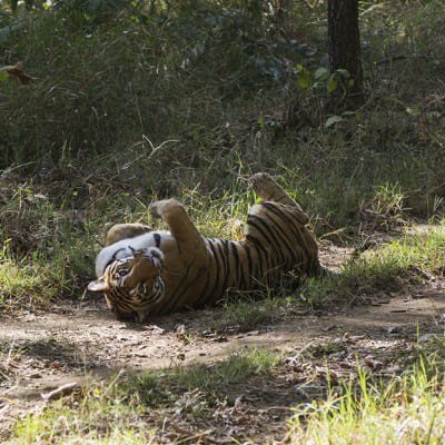Mesmerizing Central India
