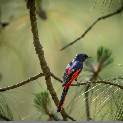 Bangalore to BRT Wildlife Sanctuary