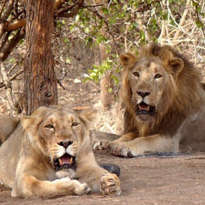 Glimpses of Wildlife & Footstep of Gandhi Gujarat Tour