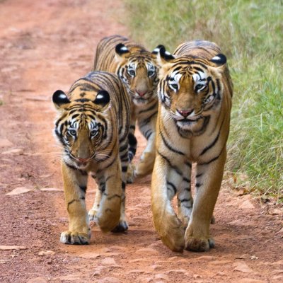 Safari in Tadoba National Park