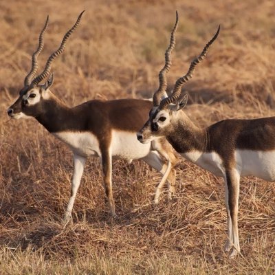 Blackbuck Safari from Vadodara