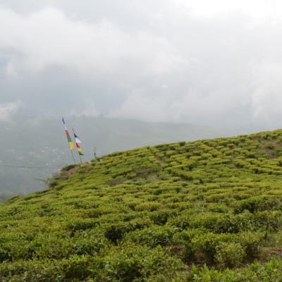 Darjeeling Tea Estate Tour