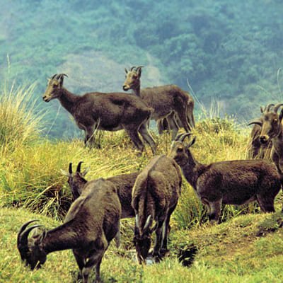 Enchanting Munnar Tour from Madurai