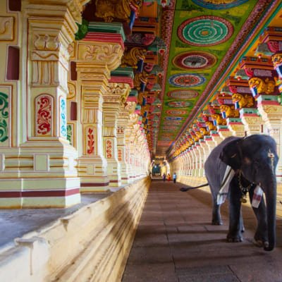 Sacred Rameshwaram: A Pilgrimage Day Tour from Madurai