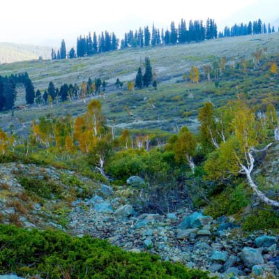 Gulmarg Adventure: A Thrilling Day Trip from Srinagar