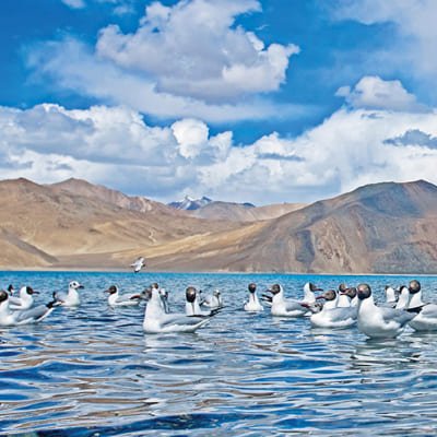 Pangong Delights: A Memorable Day Excursion from Leh