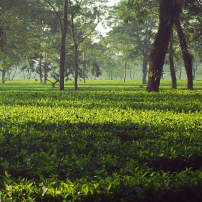 Assam Tea Estate, Rain Forest & River Island Tour