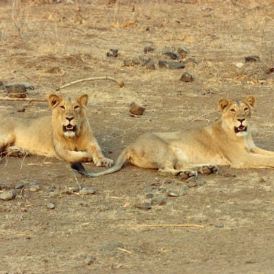 Rajkot to Gir National Park