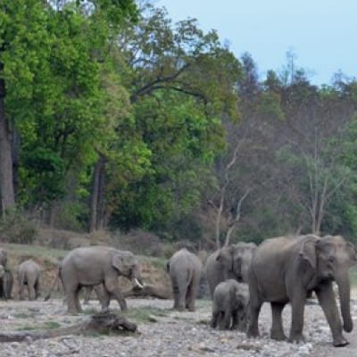 Rajaji Wilderness Safari: Day Tour from Haridwar or Rishikesh