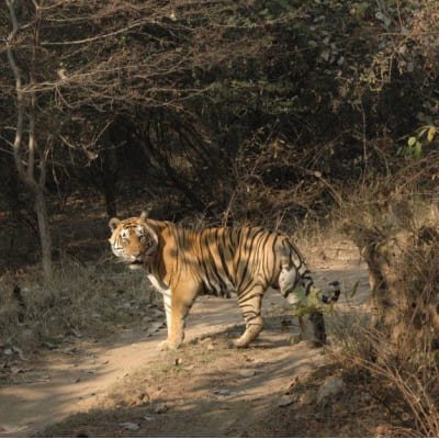 Jaipur to Ranthambore, Agra & Delhi - Golden Triangle & Tiger Safari Tour