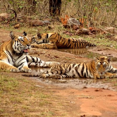 Incredible Wildlife Safari & Sightseeing Tour