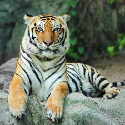 Incredible Wildlife Safari in Heart of Central India