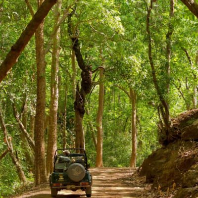 Tiger Safari & Marvelous Monuments of India