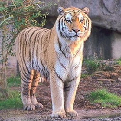 Bhubaneshwar to Bhitarkanika Mangroves Forest & Similipal Tiger Reserve Tour