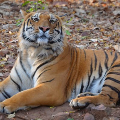 Nagpur to Pench, Satpura & Kanha National Park, Tiger Safari Tour