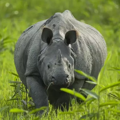 Safari & Cruise in Assam