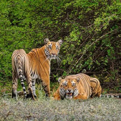 Golden Triangle and Safari in Ranthambore Tiger Reserve