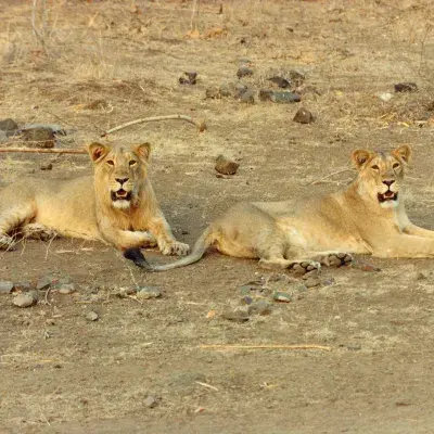 Temple & Lion Safari Tour from Rajkot in Gujarat