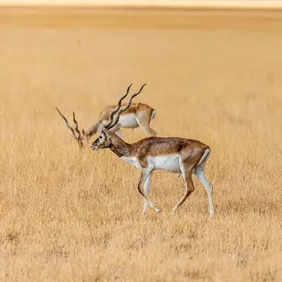 Blackbuck Safari from Rajkot