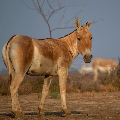 Historical Sights, Regal Cities & Wildlife Sanctuaries of Gujarat