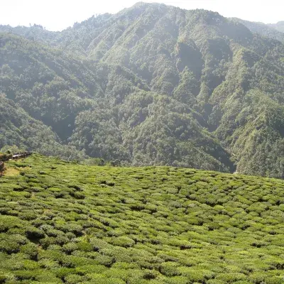 Colonial Kolkata, Tea Estate & Buddhist Monasteries 