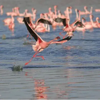 Birds & Beyond: Chennai to Pulicat Bird Sanctuary Day Tour