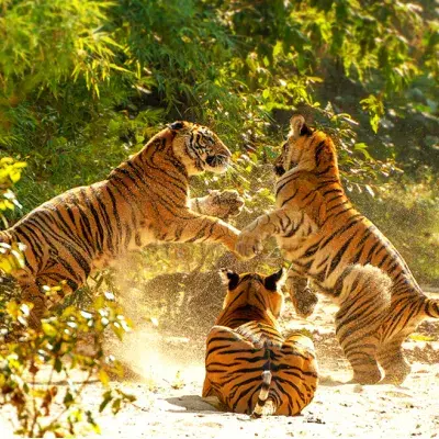 Safaris In Central India Tour From Mumbai