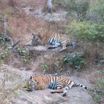 Safari in Bandhavgarh National Park