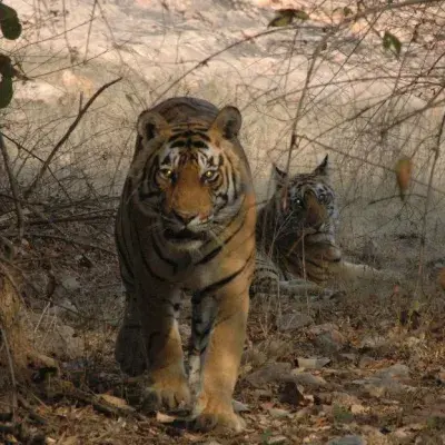 Cultural Odyssey: India-Nepal Heritage and Wildlife Exploration