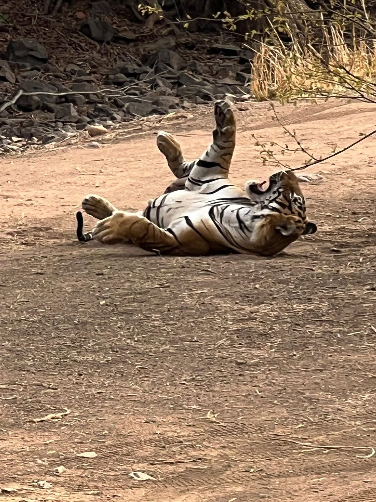 Golden Triangle and Safari in Ranthambore Tiger Reserve