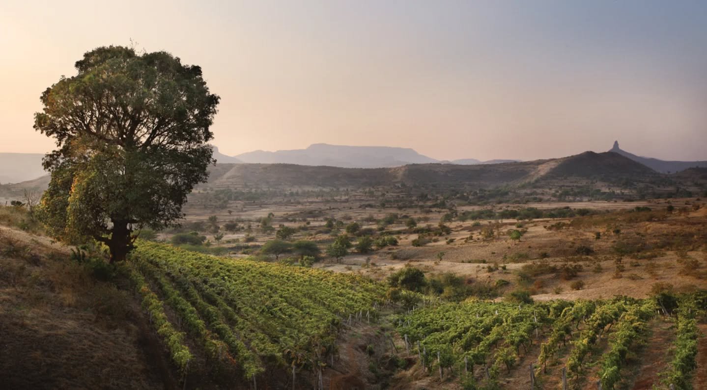 Bangalore Wine Trails: Grover Zampa Vineyard & Exclusive Wine Tasting