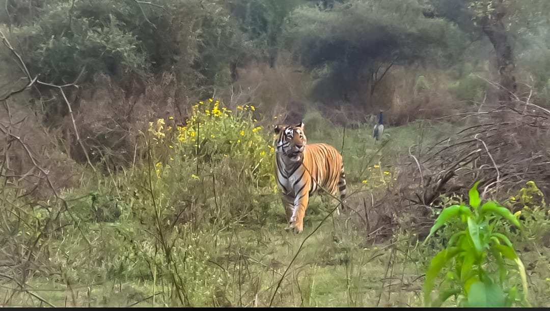 Sariska Sojourn: A Two-Day Wildlife and Cultural Expedition