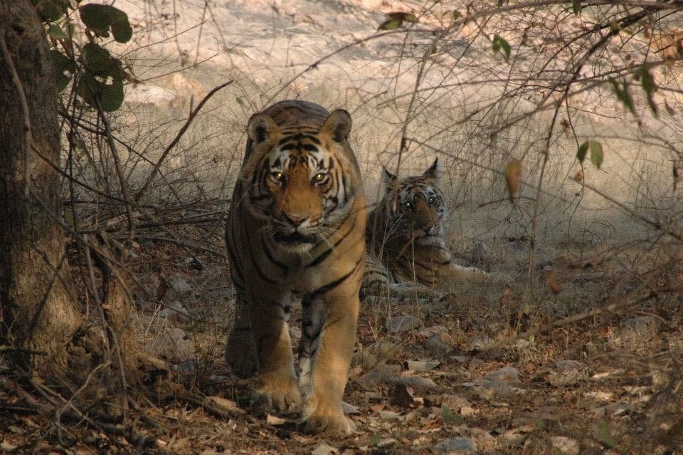 Delhi to Ranthambore Tiger Reserve Safari Extension: A 3-Day Wildlife Adventure