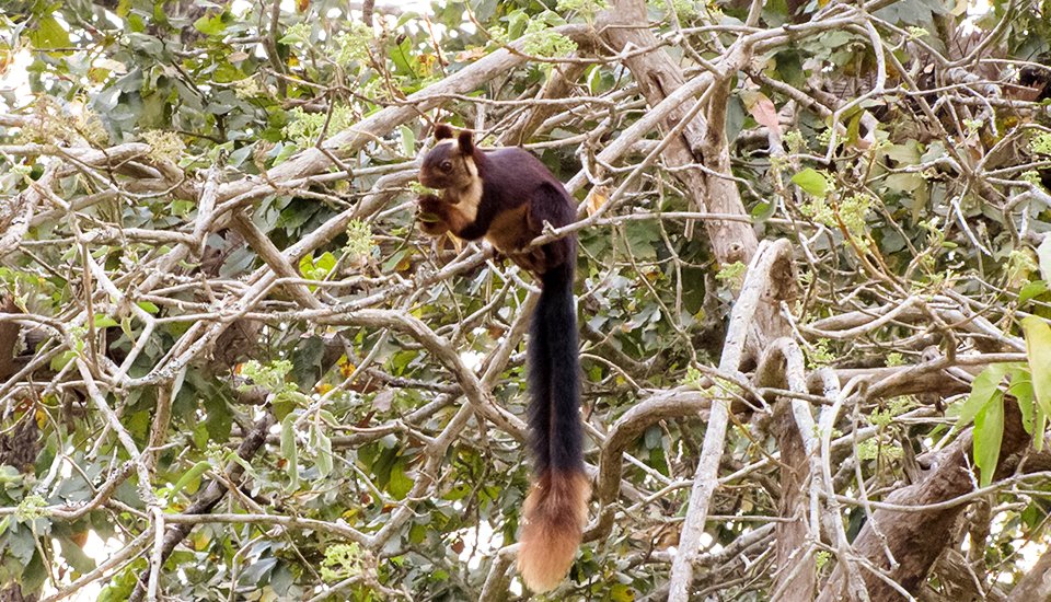 Karnataka Heritage and Wildlife Experience