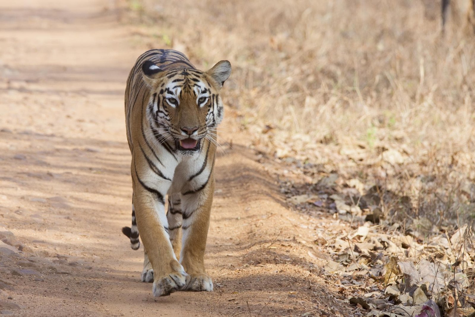 Central India Tiger & Temple Tour