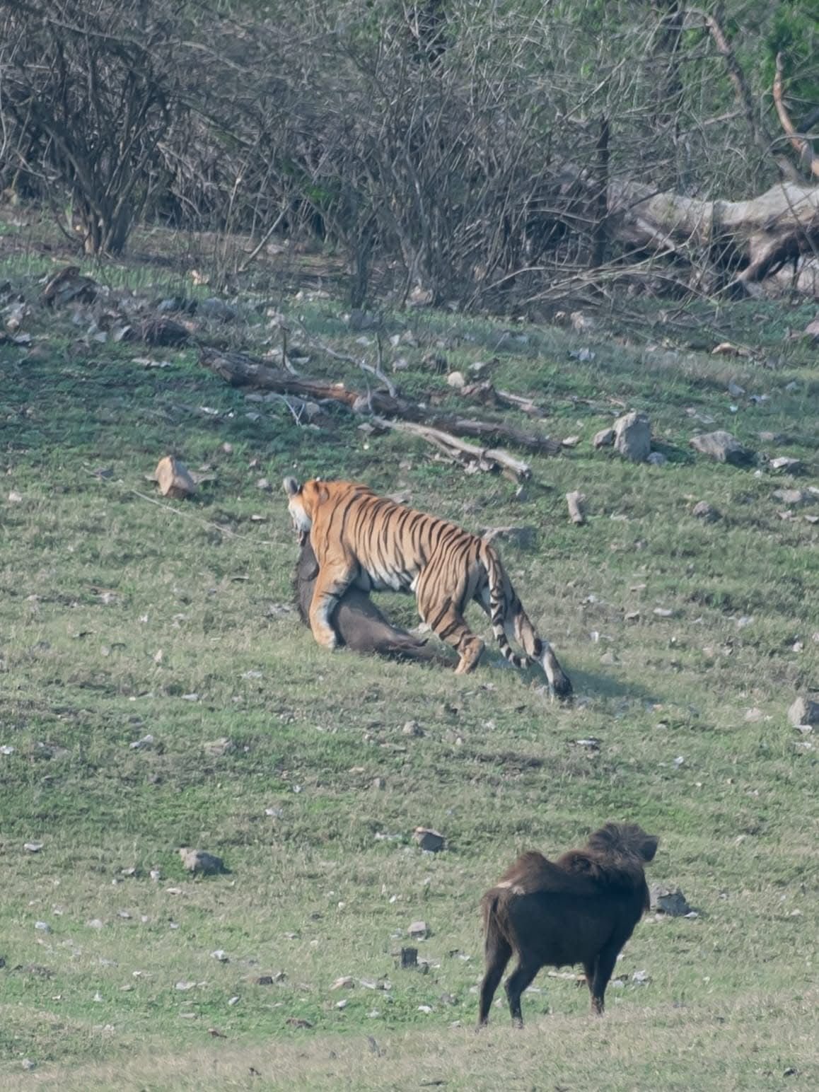 Tiger, Temple & Taj