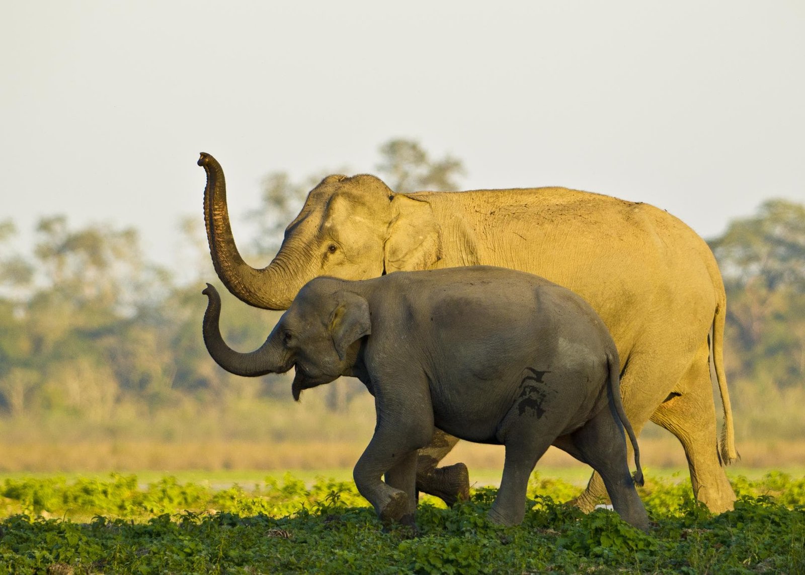 Kaziranga National Park & Guwahati