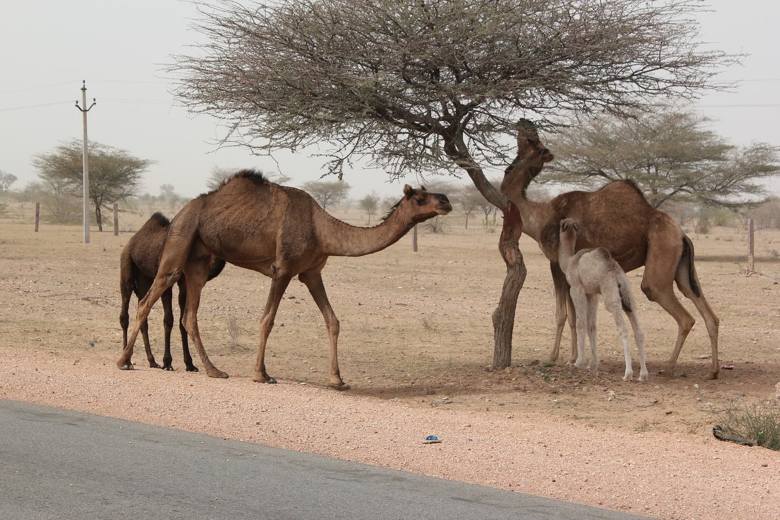 Rural Gems Of Rajasthan