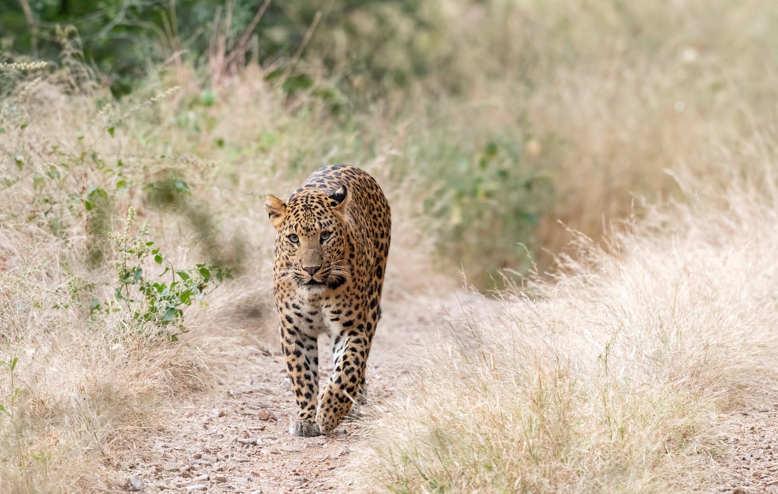 Leopard Safari & Jaipur City Tour