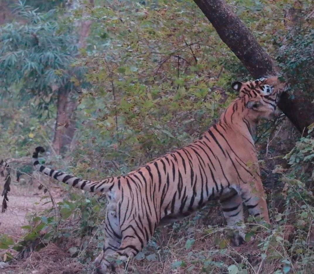 Delhi to Sariska National Park: A Thrilling Wildlife Excursion