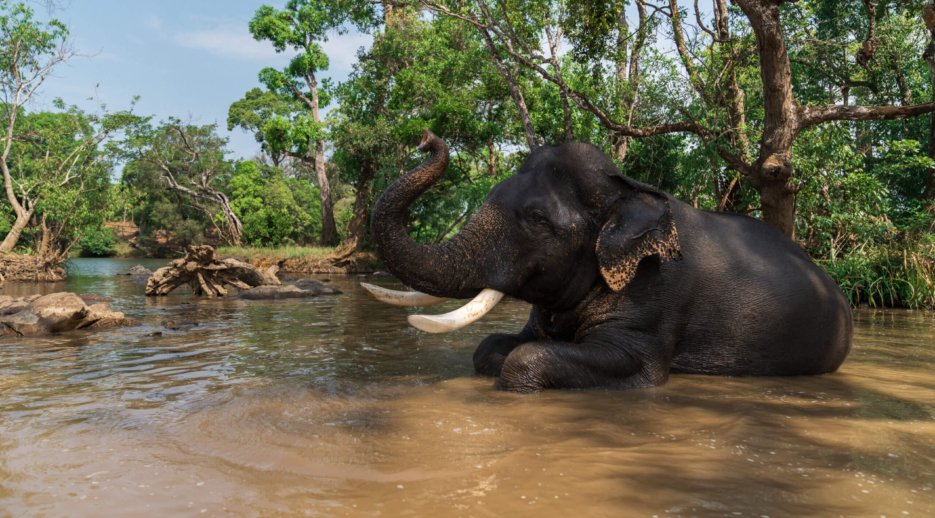 Bangalore to Dubare Elephant Camp