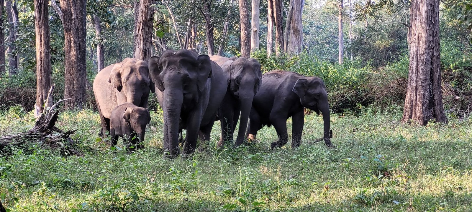 Bangalore to Mysore & Nagarhole National Park