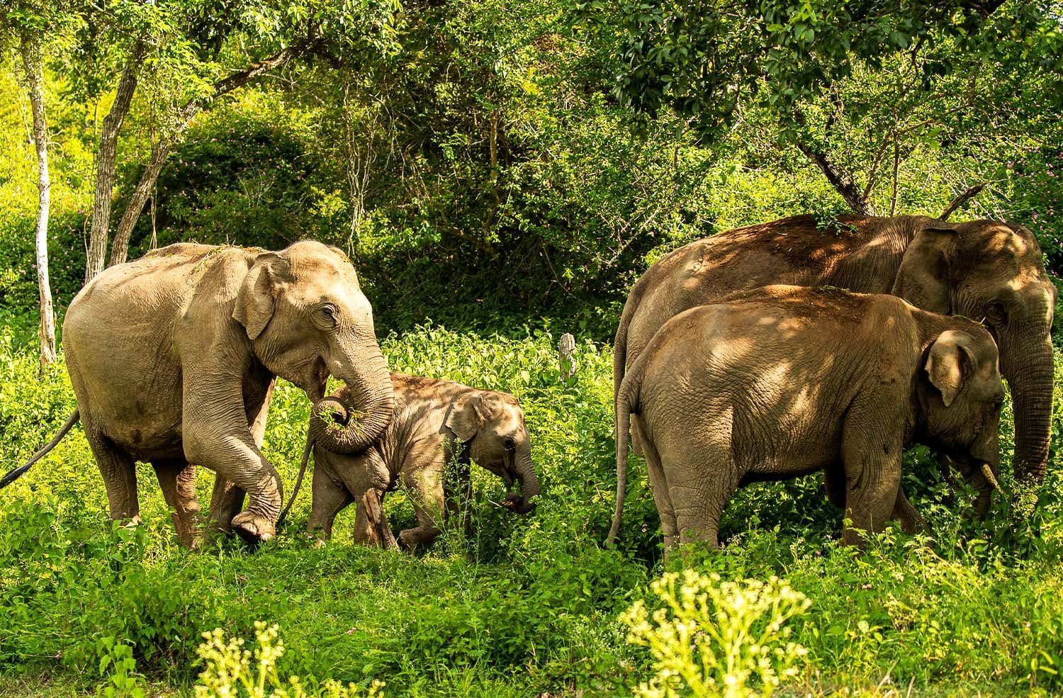 Bangalore To Mysore & Bandipur National Park