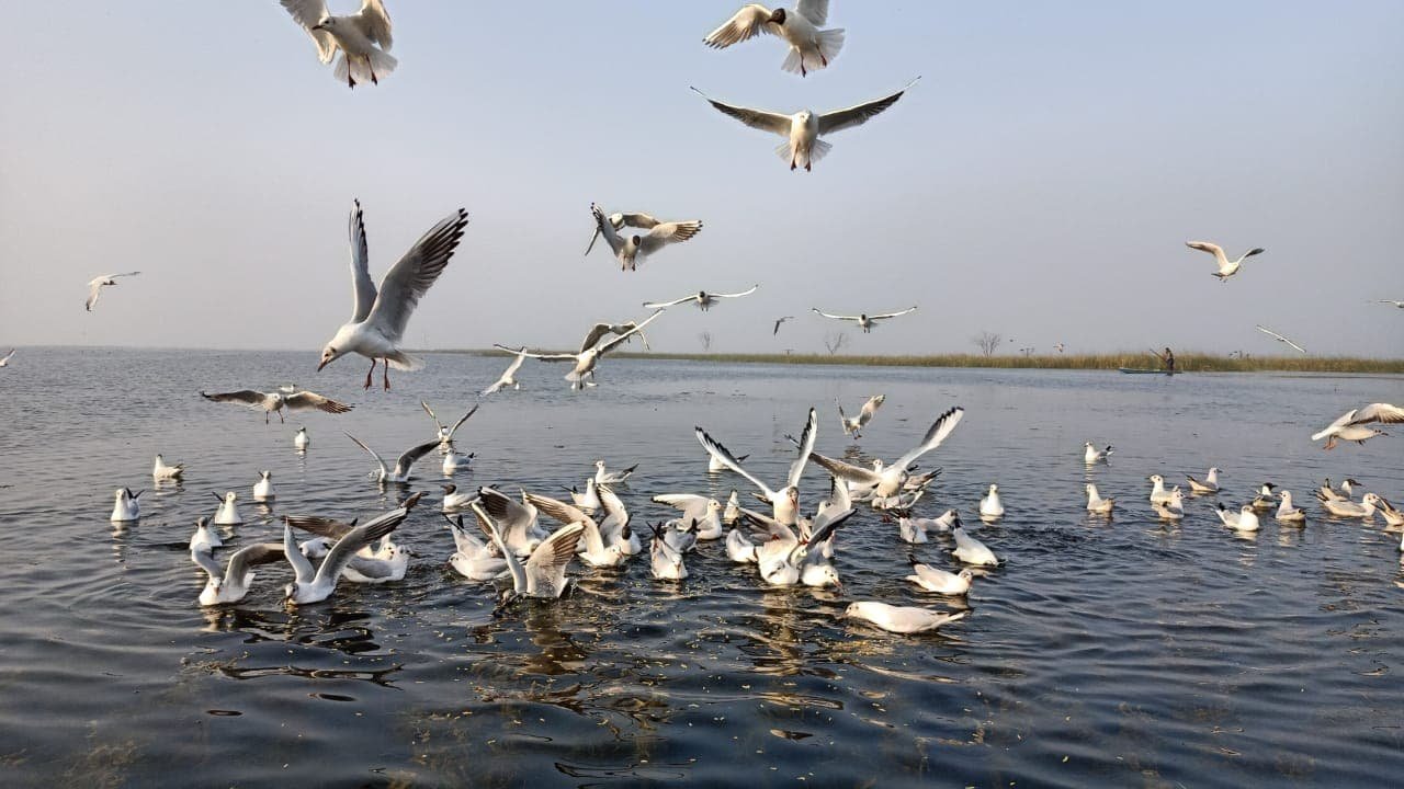 Flamingos and Archaeology: Nal Sarovar and Lothal Day Tour
