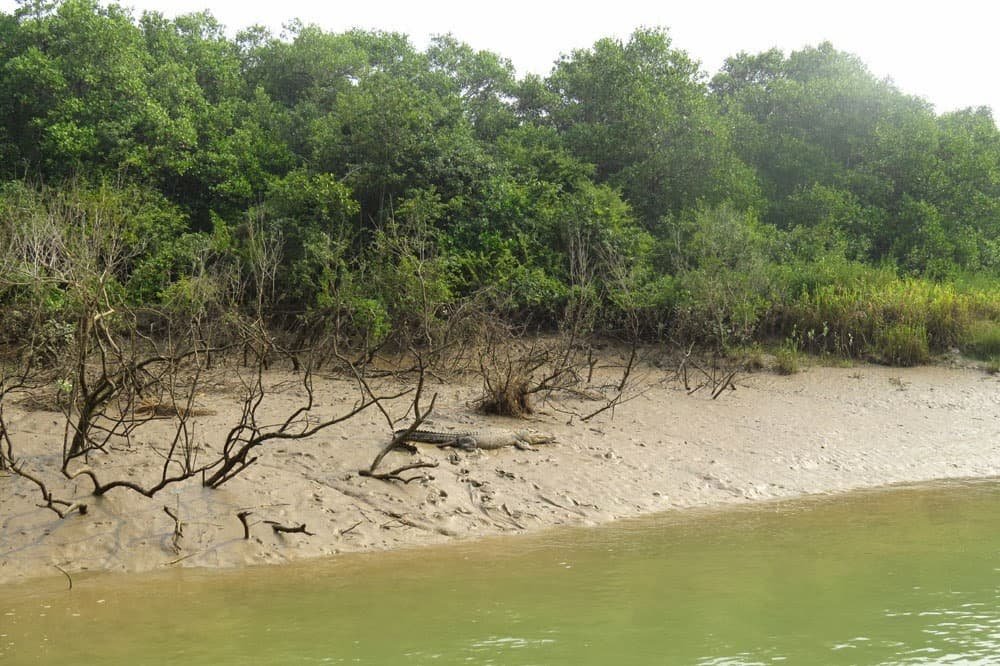 Mangrove Adventure: Exploring Bhitarakanika National Park