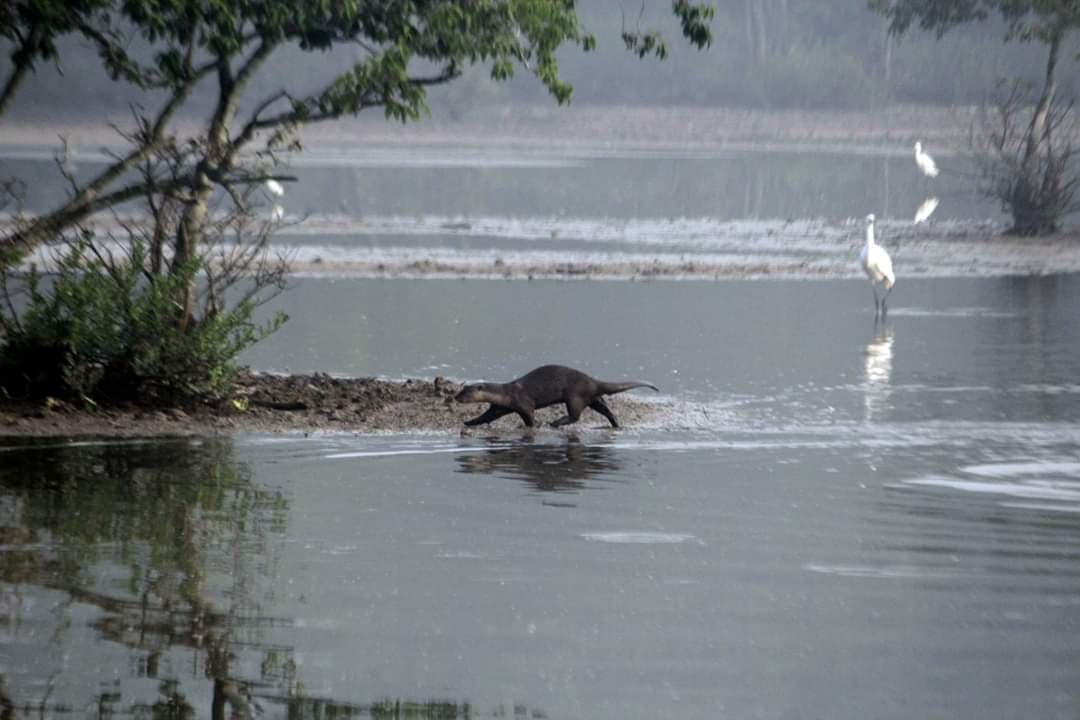Temples and Mangroves: A Cultural and Ecological Odyssey in Odisha