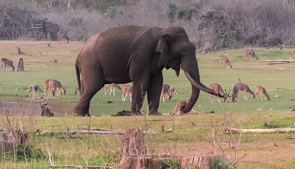 Bangalore to Nagarhole National Park